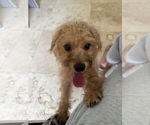 Mutt Dogs for adoption in Boca Raton, FL, USA