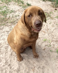 Labrador Retriever Dogs for adoption in New Smyrna Beach, FL, USA