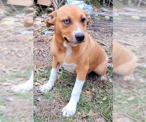 Labrador Retriever-Unknown Mix Dogs for adoption in Garland, TX, USA