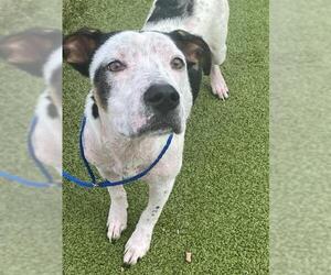 American Pit Bull Terrier-Unknown Mix Dogs for adoption in Fayetteville, NC, USA