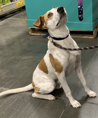 Pointer-Unknown Mix Dogs for adoption in O Fallon, MO, USA