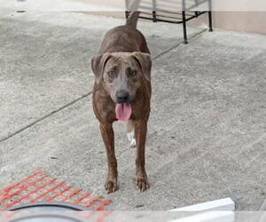 Plott Hound Dogs for adoption in danville, CA, USA