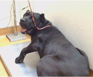 Mutt Dogs for adoption in Sacramento, CA, USA