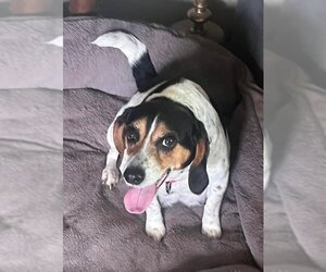 Beagle Dogs for adoption in Batavia, NY, USA