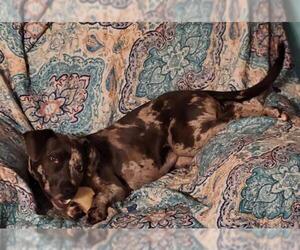 Catahoula Leopard Dog Dogs for adoption in Stockton, CA, USA