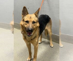 German Shepherd Dog-Unknown Mix Dogs for adoption in Las Vegas, NV, USA