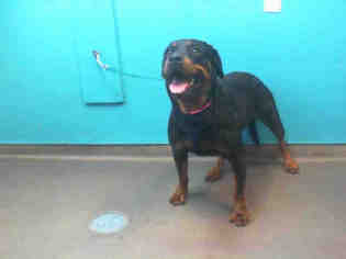 Rottweiler Dogs for adoption in Las Vegas, NV, USA
