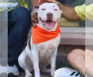 American Staffordshire Terrier-Unknown Mix Dogs for adoption in San Antonio, TX, USA