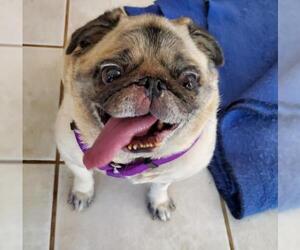Pug Dogs for adoption in Summerfield, NC, USA