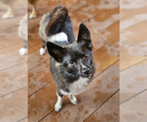 Border Collie-Pomeranian Mix Dogs for adoption in Lebanon, PA, USA
