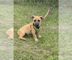 Black Mouth Cur-Unknown Mix Dogs for adoption in Glenwood, GA, USA