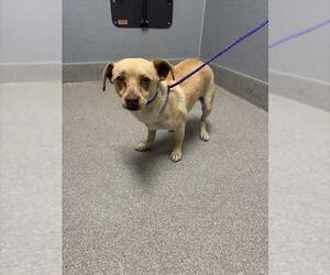 Chihuahua-Unknown Mix Dogs for adoption in Las Vegas, NV, USA