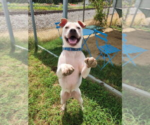 Mutt Dogs for adoption in Evansville, IN, USA