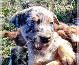 Golden Retriever-Unknown Mix Dogs for adoption in Aurora, IN, USA