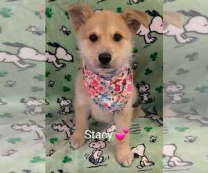 Golden Shepherd Dogs for adoption in SHERBURNE, NY, USA