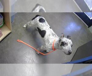 Australian Cattle Dog-Unknown Mix Dogs for adoption in Tulsa, OK, USA