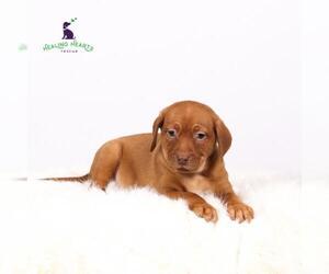 Chiweenie Dogs for adoption in Crystal , MN, USA