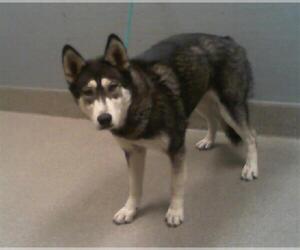 Huskies -Unknown Mix Dogs for adoption in Las Vegas, NV, USA