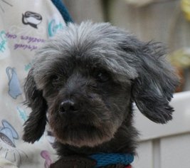 Schweenie Dogs for adoption in Yardley, PA, USA
