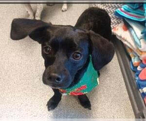 Dachshund-Unknown Mix Dogs for adoption in Orange, CA, USA