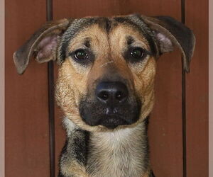 Labrador Retriever-Unknown Mix Dogs for adoption in Oakland Park, FL, USA