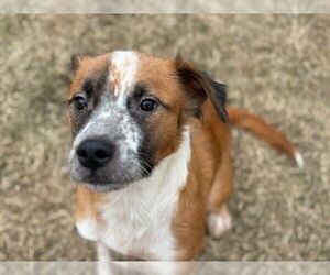 Mutt Dogs for adoption in Tulsa, OK, USA