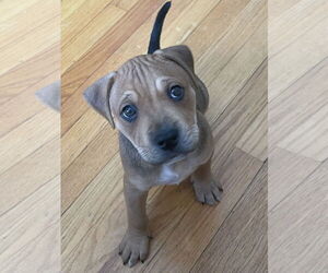 American Pit Bull Terrier-Unknown Mix Dogs for adoption in Belleville, MI, USA