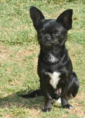 Chug Dogs for adoption in Abilene, TX, USA