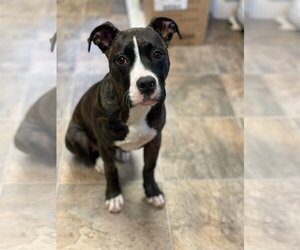 Bullboxer Pit Dogs for adoption in Cedar Rapids, IA, USA