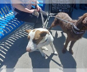 Labrador Retriever Dogs for adoption in Stockton, CA, USA