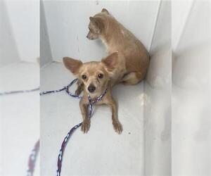 Chihuahua Dogs for adoption in Houston, TX, USA