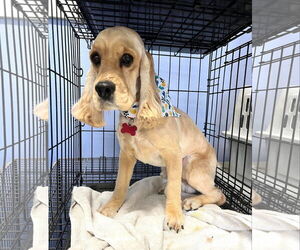 Cocker Spaniel Dogs for adoption in Sioux Falls, SD, USA