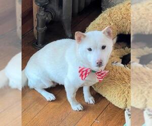 Shiba Inu Dogs for adoption in Brooklyn Center, MN, USA