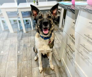 German Shepherd Dog-Great Pyrenees Mix Dogs for adoption in Techny, IL, USA