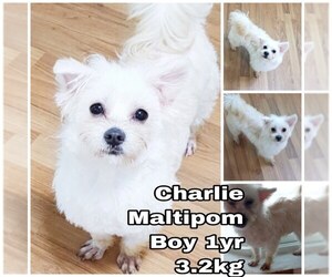 Maltipom Dogs for adoption in Seattle, WA, USA