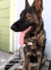 German Shepherd Dog Dogs for adoption in Encino, CA, USA