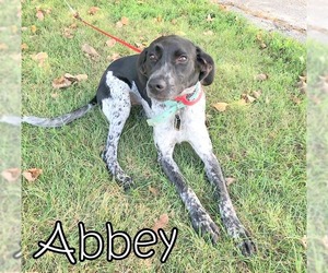 Pointer Dogs for adoption in Tremont, IL, USA