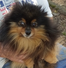 Pomeranian Dogs for adoption in Blairsville, GA, USA