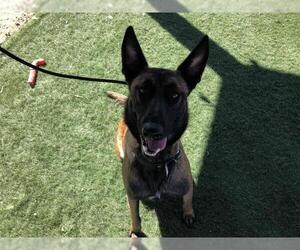 Mutt Dogs for adoption in HESPERIA, CA, USA