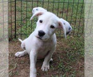 Pointer-Siberian Husky Mix Dogs for adoption in Ellington, CT, USA