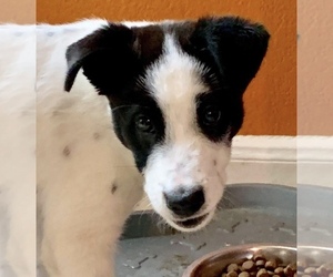Medium Photo #1 Border Collie-Unknown Mix Puppy For Sale in Katy, TX, USA