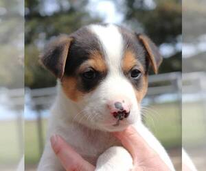 Mutt Dogs for adoption in Paso Robles, CA, USA