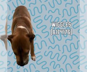 Boxer Dogs for adoption in Tulsa, OK, USA