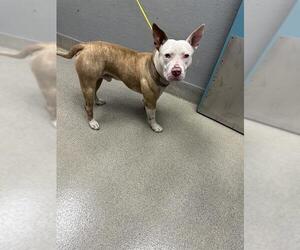 Mutt Dogs for adoption in Las Vegas, NV, USA