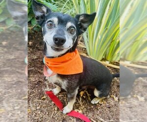 Chihuahua Dogs for adoption in Santa Barbara, CA, USA