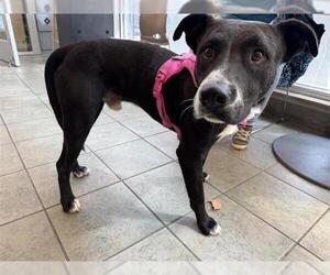 American Staffordshire Terrier-Unknown Mix Dogs for adoption in San Antonio, TX, USA