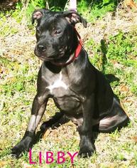 Small American Pit Bull Terrier