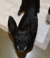Chihuahua Dogs for adoption in Tacoma, WA, USA