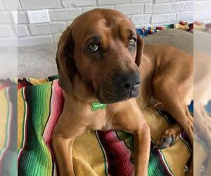 Bloodhound Dogs for adoption in Riverwoods, IL, USA