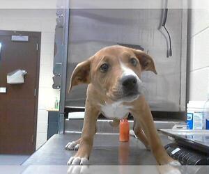 American Pit Bull Terrier-Unknown Mix Dogs for adoption in Fayetteville, NC, USA